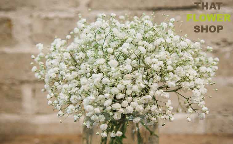 Does Baby's Breath Flowers Smell? - #1 That Flower Shop Online